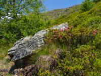 Blühende Alpenrosen vor Felsplatte